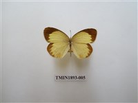 藏品(星黃蝶)的圖片